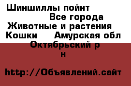 Шиншиллы пойнт ns1133,ny1133. - Все города Животные и растения » Кошки   . Амурская обл.,Октябрьский р-н